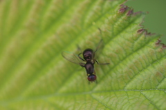 Nemopoda nitidula