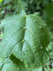 Eriophyes exilis