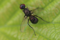 Nemopoda nitidula