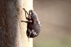 Oxyops fasciatus