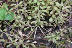 Sedum cepaea