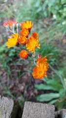 Pilosella aurantiaca