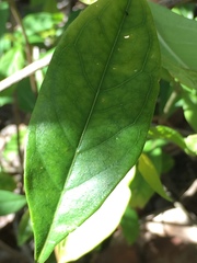 Morinda royoc