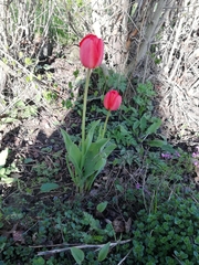 Tulipa