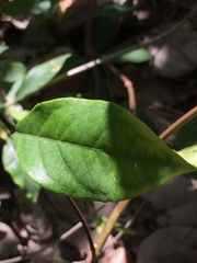 Morinda royoc