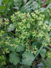 Euphorbia peplus