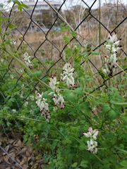 Fumaria capreolata