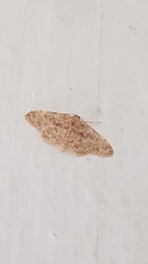 Idaea inquinata