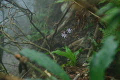 Calanthe arisanensis