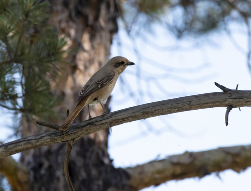 Isabelline Shrike (Lanius isabellinus), photo 9