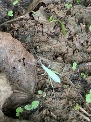 Oecanthus euryelytra