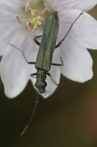 Oedemera lurida, Noordwijk aan Zee, Noordwijk, Nederland, photo 6 of 10