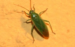 Orthotylus marginalis