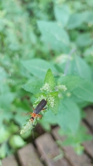 Cantharis livida
