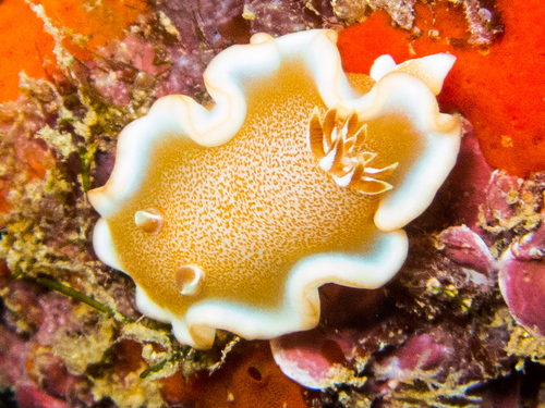 Glossodoris rufomarginata