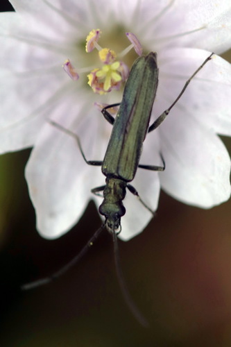 Oedemera lurida nuotrauka