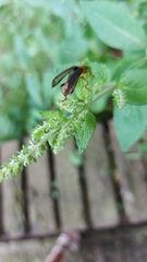 Cantharis livida