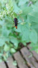 Cantharis livida