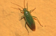 Orthotylus marginalis