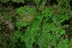 Hymenophyllum fujisanense