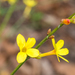 Winter Jasmine - Photo (c) larrytip, some rights reserved (CC BY-NC)