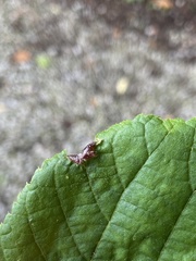 Phytoptus tetratrichus