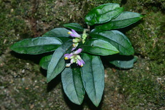 Polygala arcuata
