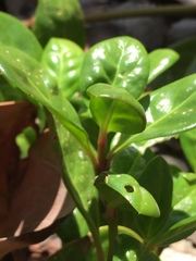 Alternanthera maritima