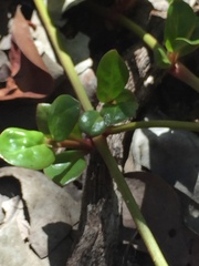 Alternanthera maritima