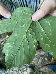 Aceria pseudoplatani