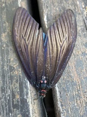 Histia flabellicornis