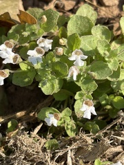 Diclis petiolaris