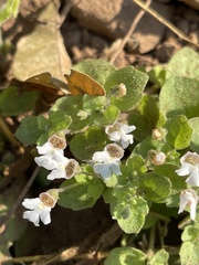 Diclis petiolaris