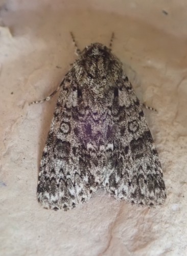 Rūgštyninis strėlinukas nuotrauka