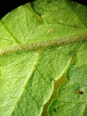 Tectaria subsageniacea