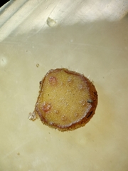 Tectaria subsageniacea