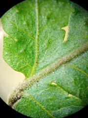 Tectaria subsageniacea