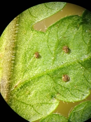 Tectaria subsageniacea