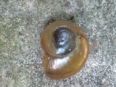 Natalina cafra