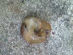 Natalina cafra