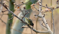 Pogoniulus pusillus
