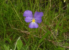 Viola calcarata