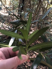 Podocarpus elatus