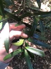 Podocarpus elatus