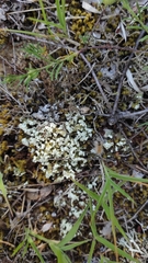 Cladonia convoluta
