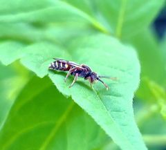 Nomada