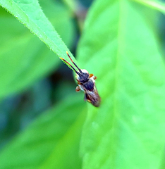 Nomada