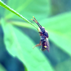 Nomada