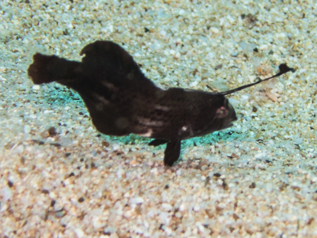 Peacock razorfish