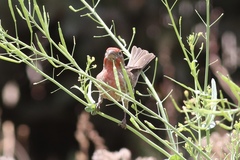 Haemorhous mexicanus